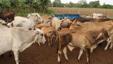 cae exportacion carnes res Mexico EU