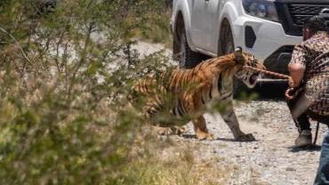 Capturan a tigre de Bengala que escapó en Salinas Victoria, Nuevo León