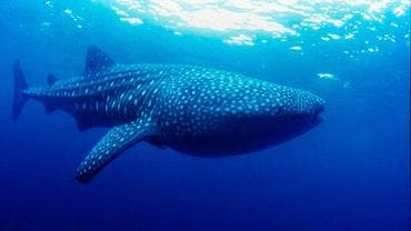 Documental busca concienciar sobre las amenazas que enfrenta el tiburón ballena en México