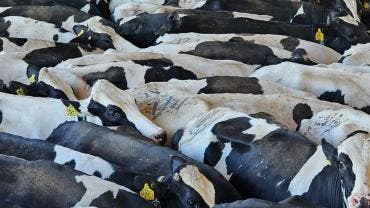 leche quinta parte produccion nacional