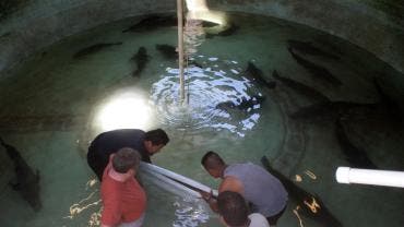 liberan 40 mil crias totoaba Baja California Sur