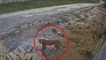 Puma deambula por Santiago, NL; es el segundo avistamiento en la semana
