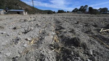 Sequía prolongada en Chihuahua: ganado muerto y comunidades sin agua potable