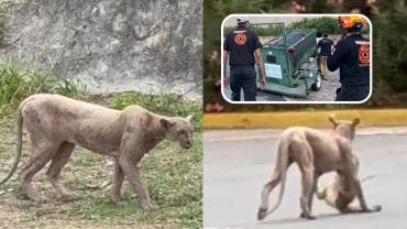 VIDEOS  Captan a puma en calles de Monterrey; instalan trampa para capturarlo