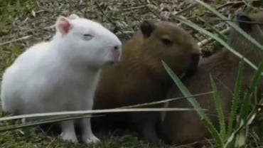Capibara 