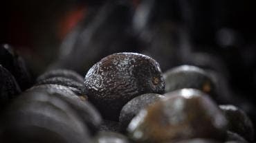 Brasil publica decreto importar aguacate Mexico