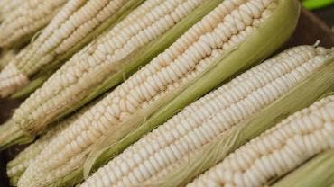 El abasto de maíz blanco está asegurado para 2025 Sader