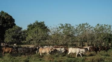EU cierra otra vez frontera ganado Mexico