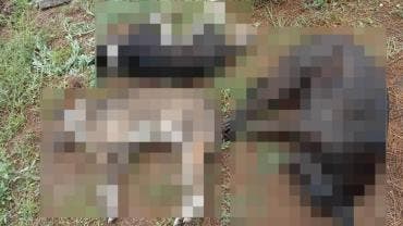 IMÁGENES SENSIBLES  Denuncian envenenamiento masivo de perros en SLP; FGE investiga