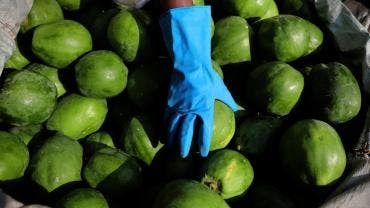 incautan mas 23 mdd metanfetamina papaya Mexico