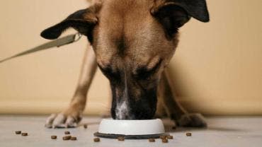 Mercado de alimento para mascotas en México alcanzaría 3 mil 600 mdd en 2025