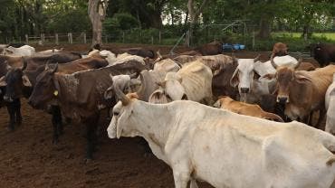 retoma Sader exportacion ganado EU