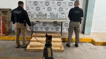 Agente canino