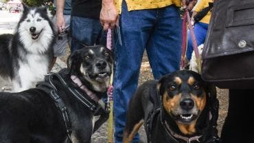 avala Congreso CDMX ratificar animales seres sintientes