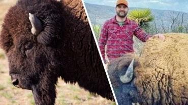 Semarnat rechaza haber dado permisos para caza de bisonte americano