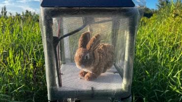 Conejos robots para combatir la sobrepoblación de pitones birmanas en Florida