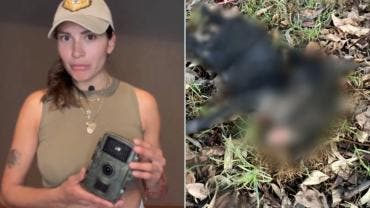 Autoridades pusieron trabas en el caso de perros asesinados en Xochimilco, denuncia fundación