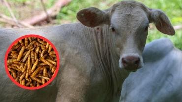 México y EU acuerdan plan binacional contra gusano barrenador