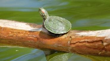 Encuentran nueva especie de tortuga en Jalisco, está en peligro de extinción