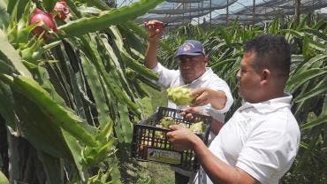 Productores de Oaxaca apuestan por el cultivo de pitahaya para arraigar a jóvenes