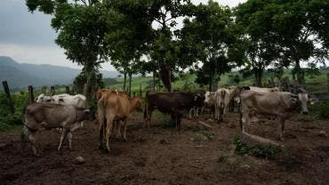 Sheinbaum anuncia plan de producción de carne ante cierre por gusano barrenador