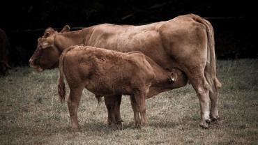 Vaca Roja