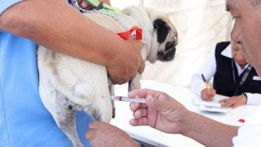 Más de un millón de vacunas antirrábicas aplicó ISEM