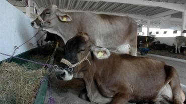 antes noviembre reabrir frontera EU ganado Sheinbaum.jpg