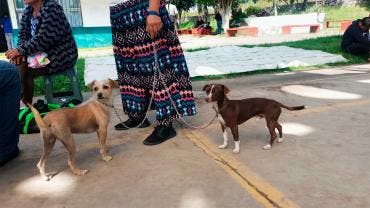 Perros y gatos