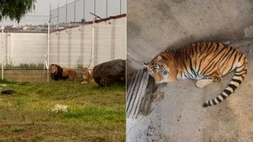 Leones africanos y tigres