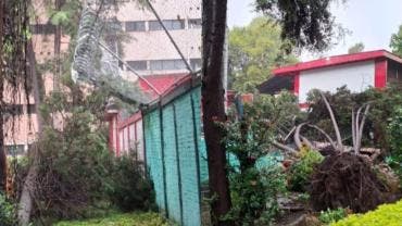  árbol que cayó sobre la barda perimetral de la Escuela Primaria Lorenzo Pedrero