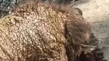 osa Zoologico La Pastora sarna.jpg