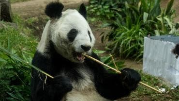  Chapultepec se consolidó como el centro de reproducción de pandas gigantes más exitoso fuera de China, registrando ocho nacimientos en total