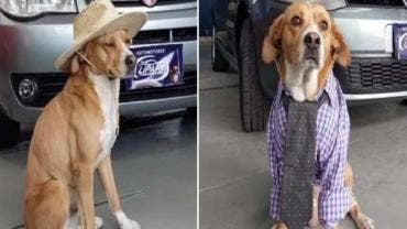 Perritos 'vendedores' enternecen a usuarios de redes 