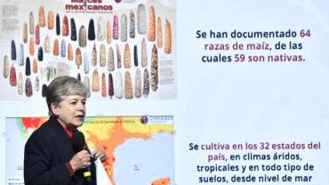 plan proteger 64 razas maiz.jpg