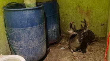 Uniformados se entrevistaron con un hombre de 33 años, quien refirió que el mamífero se encontraba dentro del baño exterior de la vivienda.