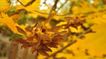 Se prevé que soplen vientos variables de 5 a 20 km/h, con rachas de hasta 40 km/h.