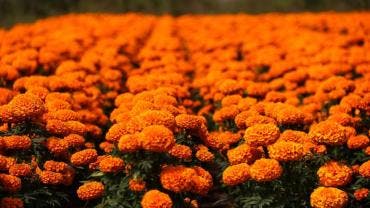 La Ciudad de México dio inicio al tradicional Festival de las Flores de Cempasúchil 2025,