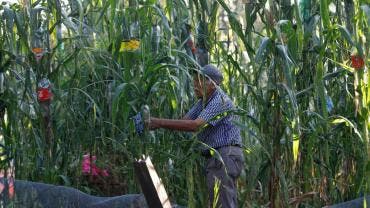 Jesús Pulido Gálvez supervisa una milpa en la ciudad de Guadalajara
