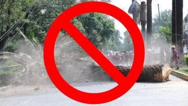 Los estípites de las palmeras retiradas serán reutilizados como mobiliario urbano en parques y espacios públicos, tras un tratamiento especializado