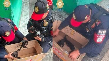 Rescate de gatitos