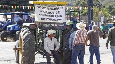 Productores de maíz