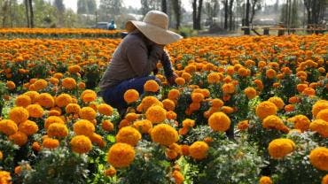  la tradición mexicana también será promovida en el extranjero, con actividades en España y Francia, donde se celebrará la fiesta del Día de Muertos en París.
