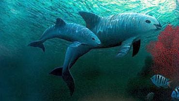 Vaquita Marina confirman avistamiento.jpg