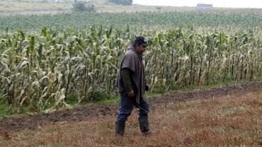 Consejo Nacional Agropecuario pide gobierno dialogo maiz.jpg