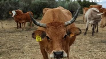 detectan tercer caso gusano barrenador Nuevo Leon.jpg