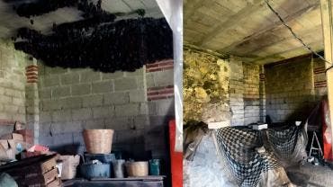 Familia adopta murciélagos en Tlaxcala