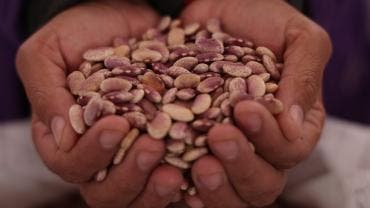 Brugada Molina destacó que el frijol y el maíz son la base de la alimentación nacional y señaló que los gobiernos deben asegurar que estos productos lleguen directamente del productor al consumidor. 