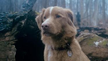 Indy el perro es nominado 