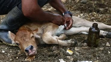 activa Sader dispositivo nacional gusano barrenador.jpg